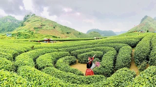 Khám phá nông trường Mộc Châu