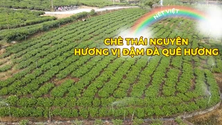Chè Thái Nguyên, hương vị đậm đà quê hương