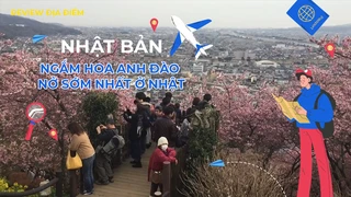 Ngắm hoa anh đào nở sớm nhất ở Nhật