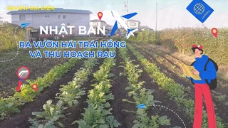 Ra vườn hái trái hồng Và thu hoạch rau