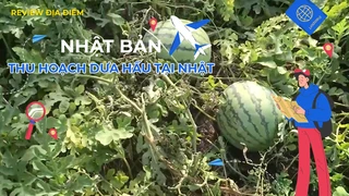 Thu hoạch dưa hấu ở Nhật 