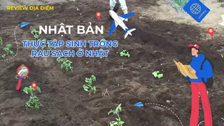 Thực tập sinh trồng rau sạch ở Nhật 