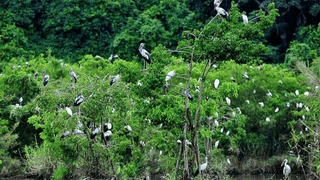 Khám phá Thung Nham - Vườn chim huyền thoại của Ninh Bình
