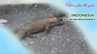 Bảo tồn loài rồng Komodo ở INDONESIA