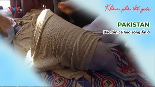 Bảo tồn cá heo sông Ấn ở PAKISTAN