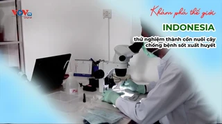 INDONESIA thử nghiệm thành cồn nuôi cây chống bệnh sốt xuất huyết