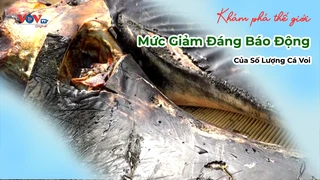 Mức Giảm Đáng Báo Động Của Số Lượng Cá Voi - Khám Phá Thế Giới 
