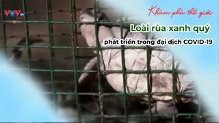 Loài rùa xanh quý phát triển trong đại dịch COVID-19