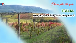 Mùa thu trên những cách đồng nho ở Ý
