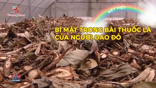 Bí mật trong bài thuốc lá của người Dao đỏ