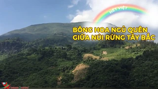 Bông hoa ngủ quên giữa núi rừng Tây Bắc