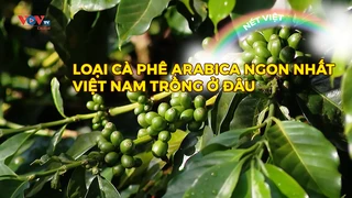 Loại cà phê Arabica ngon nhất Việt Nam trồng ở đâu