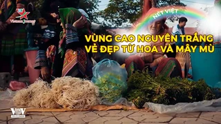 Vùng cao nguyên trắng - Vẻ đẹp từ hoa và mây mù