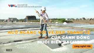 Ngỡ ngàng với vẻ đẹp tráng lệ của cánh đồng muối biển Bạch Long