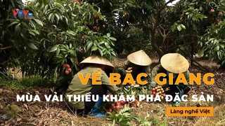 Về Bắc Giang Mùa Vải Thiều Khám Phá Đặc Sản 