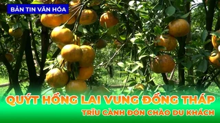 Quýt Hồng Lai Vung (Đồng Tháp) Trĩu Cành Đón Chào Du Khách