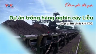 Dự án trồng hàng nghìn cây Liễu giúp giảm phát khí CO2