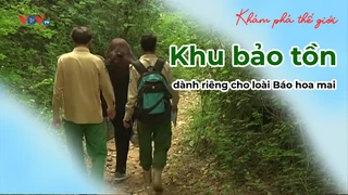 Khu bảo tồn dành riêng cho loài Báo hoa mai