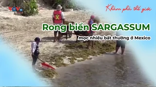 Rong biển SARGASSUM mọc nhiều bất thường ở Mexico