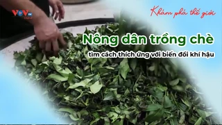 Nông dân trồng chè tìm cách thích ứng với biến đổi khí hậu