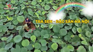 Trà Sen - Đặc Sản Hà Nội