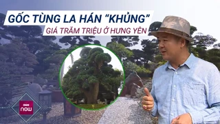 Kinh ngạc vườn tùng La Hán cổ trị giá hàng trăm tỉ đồng của đại gia Hưng Yên - VTC Now