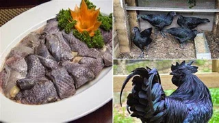 Bổ dưỡng món Gà Đen Tủa Chùa