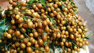 Món ngon mùa Hè từ quả Quất Hồng Bì