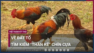 Thần kê- 9 cựa từ truyền thuyết bước ra đời thực tại Đất Tổ Vua Hùng - VTC Now