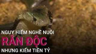 Kỳ lạ nghề nuôi rắn tử thần- Trở thành tỷ phú nhưng mất mạng như chơi - VTC Now