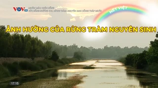 Ảnh hưởng của rừng tràm nguyên sinh