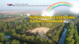 Rừng tràm nguyên sinh ở Đồng Tháp Mười