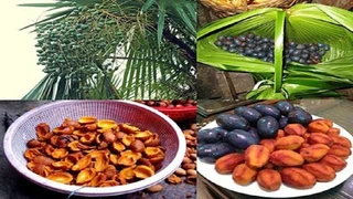 Món ngon dân dã từ quả cọ