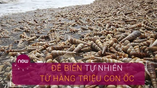 Đê biển ốc viết- Kỳ quan thiên nhiên Việt Nam - VTC Now