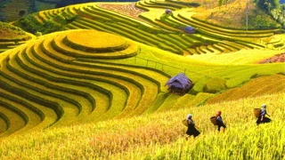 Hoàng Su Phì đẹp lộng lẫy khi thu về, cánh đồng lúa chín vàng rực rỡ
