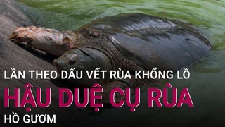 Lần theo dấu vết rùa khổng lồ, hậu duệ cụ rùa Hồ Gươm - VTC Now