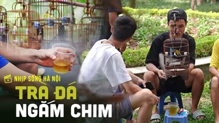 Trà đá ngắm chim