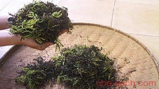 Dịu nhẹ Trà ướp hương Hoa Sói
