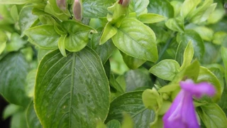 Lá Cẩm - Ứng dụng trong Ẩm Thực