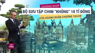 Đàn chim đột biến -độc nhất vô nhị- trị giá hàng chục tỉ đồng của đại gia Chương Tailor - VTC Now