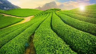 Mộc Châu thảo nguyên yên bình giữa lòng phố núi (phần 4)