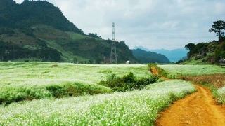 Mộc Châu thảo nguyên yên bình giữa lòng phố núi (phần 6)