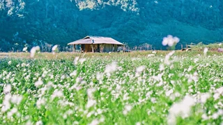 Mộc Châu thảo nguyên yên bình giữa lòng phố núi (phần 8)