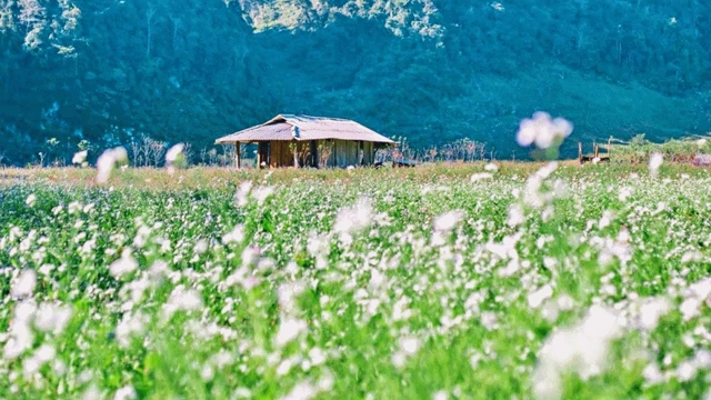Mộc Châu thảo nguyên yên bình giữa lòng phố núi (phần 8)