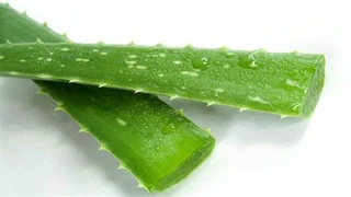 Chế biến Nha Đam thanh nhiệt đúng cách
