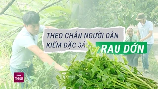 Theo chân người dân Tân Sơn, Phú Thọ vào rừng già tìm vị thuốc quý mang tên -rau dớn- - VTC Now