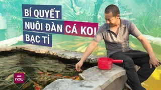 -Nông dân phố- xây khu du lịch cá koi hoành tráng giữa lòng Hà Nội, thu bạc tỉ mỗi năm - VTC Now