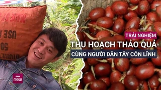 Lên dãy Tây Côn Lĩnh, vào sâu chốn rừng già nhiều rắn độc săn tìm thảo quả quý - VTC Now