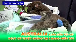 Australia Liệt Loài Gấu Túi Vào Danh Sách Có Nguy Cơ Tuyệt Chủng Tại 2 Bang Miền Tây