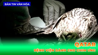 Bệnh Viện Dành Cho Chim Ưng Ở Qatar